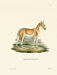 Asiatischer Wildesel