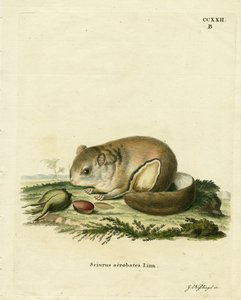 Australian Pygmy Flying Phalanger (farget gravering) av German School