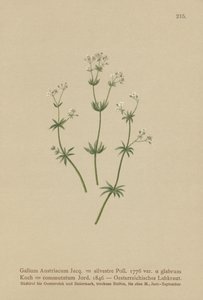 Østerriksk sengehalm ( Galium Austriacum , Galium wild ( var. glabrum ) Galium av German School