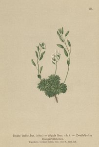 Østerriksk Whitlow Grass (Draba dubia, Draba frigida) av German School