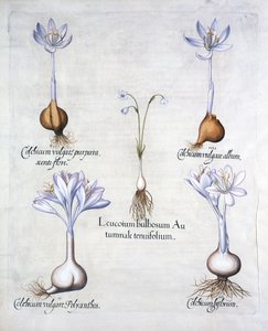 Autumn Snowflake and Meadow Saffrons, fra Hortus Eystettensis, av Basil Besler (1561-1629), pub. 1613 (håndfarget gravering) av German School