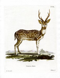 Axis Deer (farget gravering) av German School