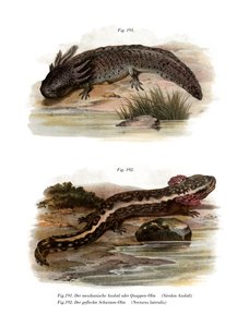 Axolotl (fargedeler) av German School
