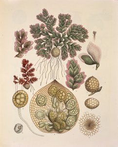 Azolla (akvatiske bregner), tabell 74 fra 'Plantarum Cryptogamicarum Brasiliensium' av Johann Baptist Von Spix og Carl Friedrich Von Martius av German School
