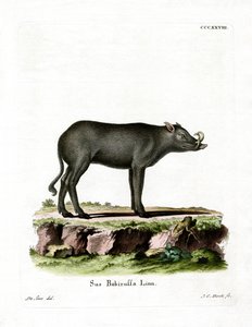 Babirusa (farget gravering) av German School