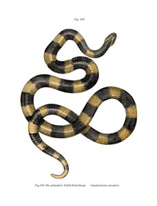 Banded Krait (farge litho) av German School