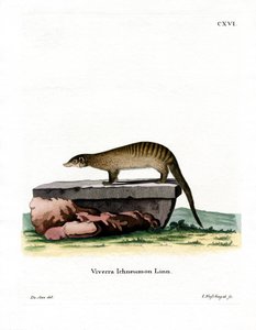 Banded Mongoose (farget gravering) av German School