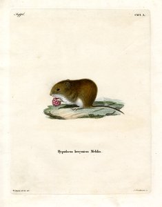 Bank Vole (farget gravering) av German School