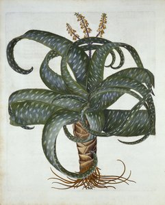 Barbados Aloe, fra Hortus Eystettensis, av Basil Besler (1561-1629) pub. 1613 av German School