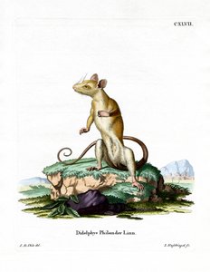 Bare-tailed Woolly Opossum (farget gravering) av German School