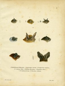 Flaggermushoder (farget gravering) av German School