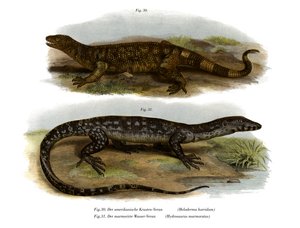 Beaded Lizard (farge litho) av German School