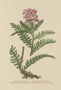 Nebbløs rød lusurt (Pedicularis recutita) av German School
