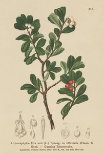 Bjørnebær (Arctostaphylos Uva ursi, Arctostaphylos officinalis) av German School