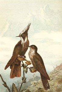Bearded Helmet Crests, plate fra "Brehms Tierleben: Allgemeine Kunde des Tierreichs", bd. 4, s. 675, utgitt av Bibliographisches Institut av German School