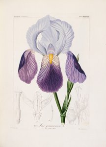 Skjegg iris, gravert av Ch. Schnorr (håndfarget litho) av German School
