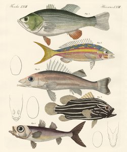 Vakker fisk (farget gravering) av German School