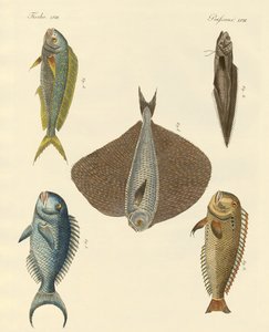 Vakker fisk av German School