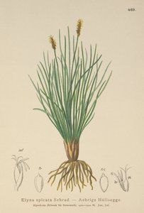 Bellardis myrhår (Kobresia myosuroides, Elyna myosuroides, Kobresia bellardii, Elyna bellardii, Elyna scirpina, Elyna spicata) av German School