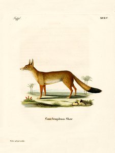 Bengal Fox (farget gravering) av German School