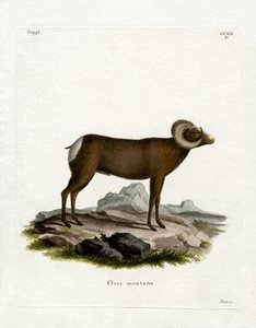 Bighorn Sheep (farget gravering) av German School