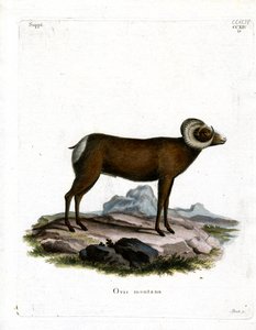 Bighorn Sheep (farget gravering) av German School