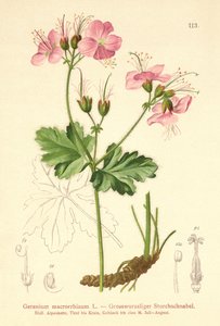 Bigroot Geranium (Geranium macrorrhizum) av German School