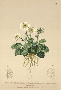 Smørblomst (Ranunculus bilobus, Ranunculus Bertolonii) av German School