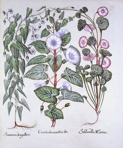 Bindweed, Dogs Bane and Sea Bindweed, fra Hortus Eystettensis, av Basil Besler (1561-1629), pub. 1613 (håndfarget gravering) av German School