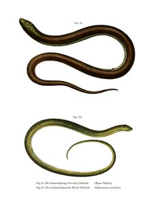 Bips Pallasiki (Color Litho) av German School
