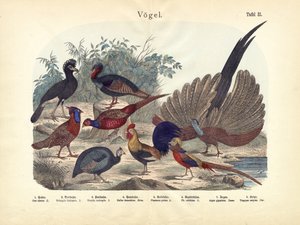 Fugler, ca. 1860 av German School