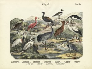 Fugler, ca. 1860 av German School