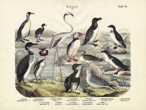 Fugler, ca. 1860 av German School