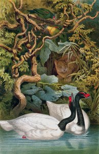 Black-necked Swan, plate fra Brehms Tierleben: Allgemeine Kunde des Tierreichs, vol.6, s.598, utgitt av Bibliographisches Institut, 1892 av German School