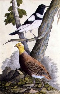 Svartstrupetrost (Turdus ruficollis) og rapphøne (Perdix perdix), ca. 1740 (akvarell på papir) av German School