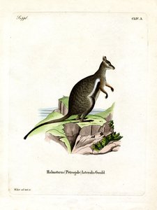 Black-footed Rock-wallaby (farget gravering) av German School