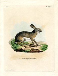 Svartnakket hare (farget gravering) av German School