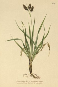 Svart fjellsiv (Carex atrata) av German School