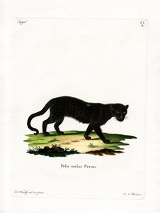 Black Leopard (farget gravering) av German School