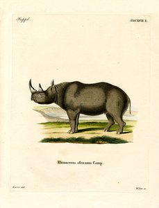 Black Rhinoceros (farget gravering) av German School