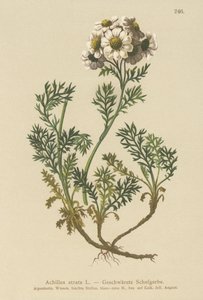 Svart ryllik (Achillea atrata) av German School