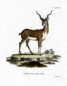 Blackbuck (farget gravering) av German School