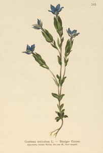 Blæregentian (Gentiana utriculosa) av German School