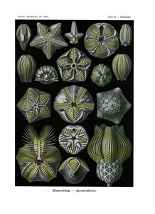 Blastoidea, 1899-1904 av German School