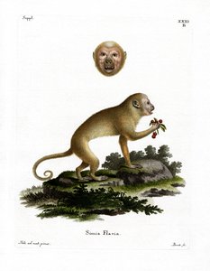 Blond Capuchin (farget gravering) av German School