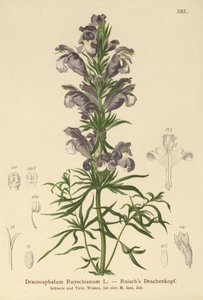 Blå drage (Dracocephalum Ruyschianum) av German School