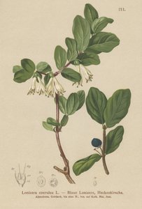 Blå kaprifol (Lonicera caerulea, Lonicera coerulea) av German School