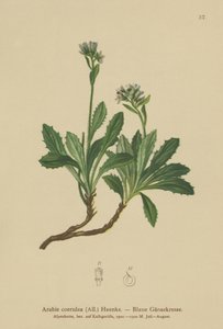 Blå veggkarse (Arabis caerulea, Arabis coerulea) av German School