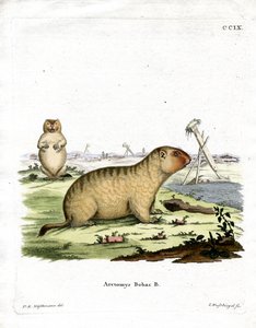 Bobac Marmot (farget gravering) av German School