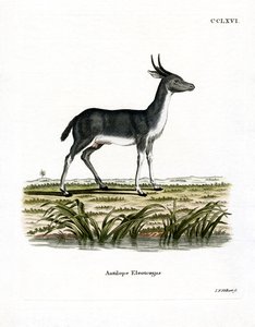 Bohor Reedbuck (farget gravering) av German School